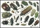Beetles