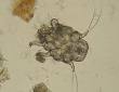 Ear mite - Wikipedia, the free encyclopedia