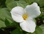 File:White <b>Trillium Trillium</b> grandiflorum Flower 2613px.jpg