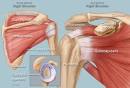 Illustration of <b>shoulder</b>