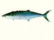 Scomberomorus munroi, Australian spotted mackerel : fisheries ...