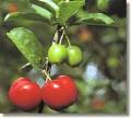 Acerola Extract - Herbal Extracts, Essential Oils, Nutraceuticals ...