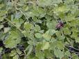 Viewing Plant : <b>Canavalia</b>