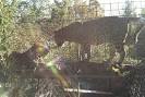 Exotic Feline Rescue Center - Centerpoint - Reviews of Exotic