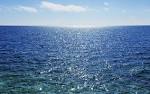 sea creature network