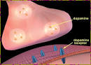 Dysregulation of dopamine receptor D2 as a sensitive measure for ...