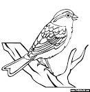 Sparrow coloring page