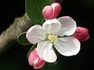 TF4676 : Apple Blossom near - via Daymix