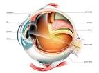 Cómo funciona el <b>ojo</b>? - Clínica Oftalmológica Dr. Soler - Elche