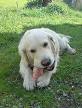 Dog throwup