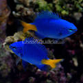 Saltwater Aquarium Fish for Marine Reef Aquariums: Yellowtail ...