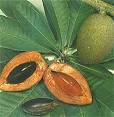 Plate LV: SAPOTE, <b>Pouteria</b>