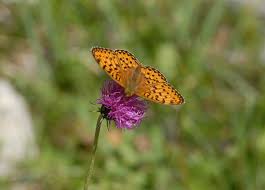 Schmetterling auf Teufelskralle - Bild \u0026amp; Foto von Samuel Blättler ... - 13053620