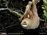 Aliens, Androids, puppets or the slowest animals on earth the Slow ...