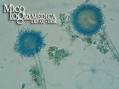 <b>Aspergillus oryzae</b>