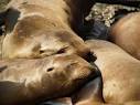 The Marine Mammal Center : California SEA LION