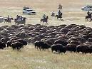 Thousands to gather for annual buffalo roundup - Wire National ...