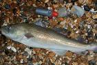 Vic Fisher's sea angling journal » codling
