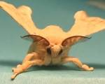 Functional Genomics of Moth Chemoreceptors