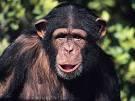 Chimpanzee
