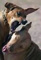 Dog Fighting Laws in California | Penal Code 597.5 PC