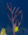 pH Requirements for Freshwater Fish eHow
