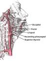 External carotid artery - Wikipedia, the free encyclopedia