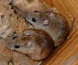What to Do About Wild Mice : The Humane Society of the United States