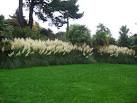 I don't think the plant shown here is bamboo, but that is the name of this - via Daymix