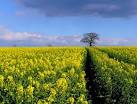 Oilseed-rape at Turkey Farm - via Daymix