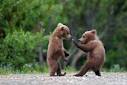funny bears