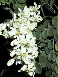moringa