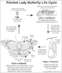 butterfly life cycle coloring page