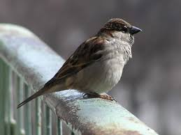 passero