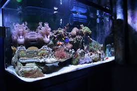 tropical fishtank