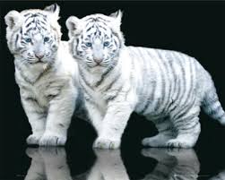 white tiger pictures