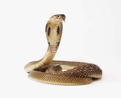 spitting king cobra