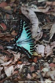 green swallowtail butterfly