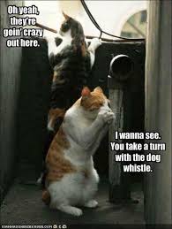 funny cats and dogs