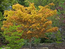 acer palmatum photos