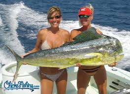 big dolphin pictures