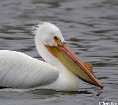 pelican