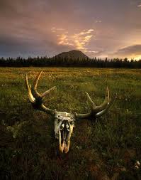 moose skulls
