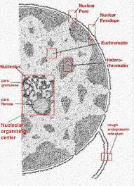 nucleus