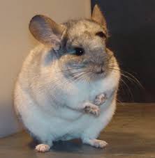 Chinchillas are so much fun