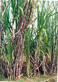 Suger cane  قصب السكر Sugarcane