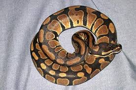 ball python photo