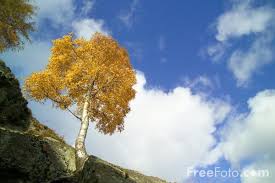 pictures birch tree