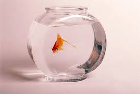 goldfish bowl pictures