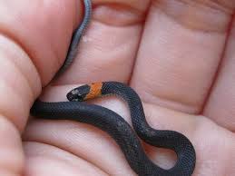 baby black snake pictures